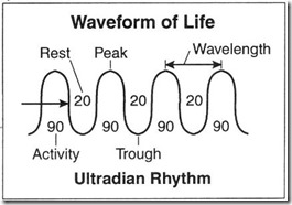 Ultradian Rhythm